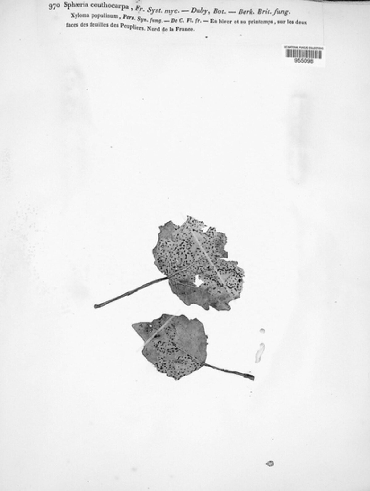 Linospora ceuthocarpa image